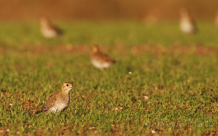 Golden plover - D.jpg - Golden plovers in an arable field - Norfolk